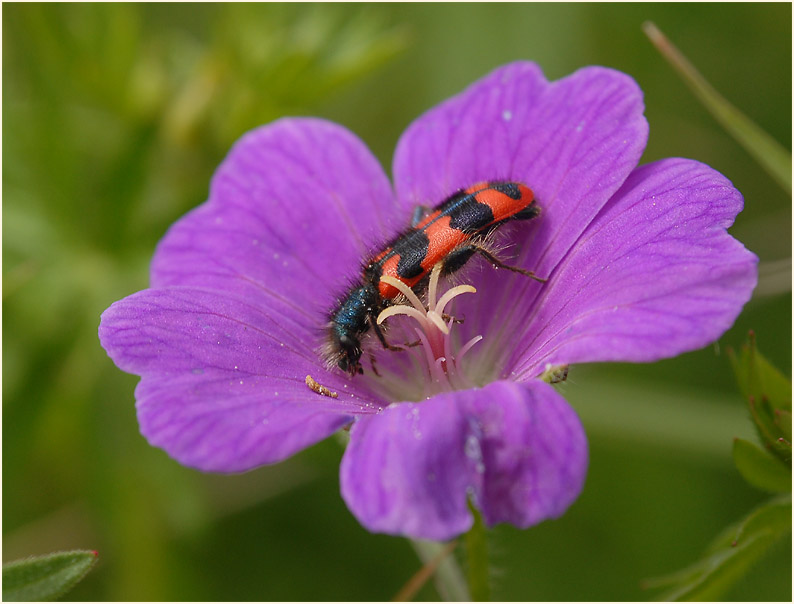 Bienenkäfer (Trichodes apiarius)