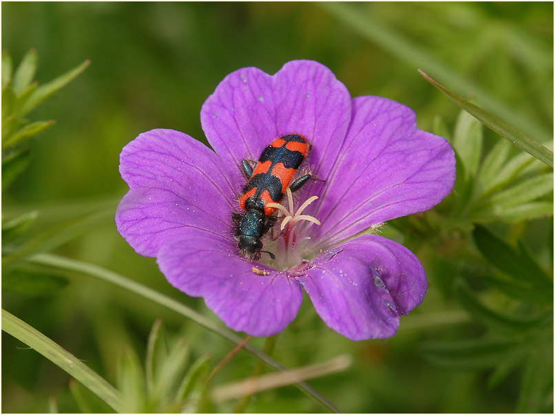 Bienenkäfer (Trichodes apiarius)