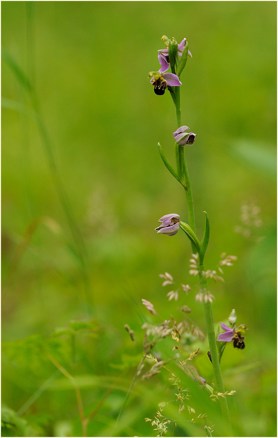 Bienen-Ragwurz (Ophrys apifera)