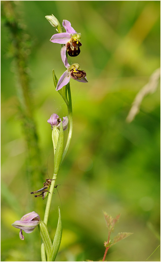 Bienen-Ragwurz (Ophrys apifera)