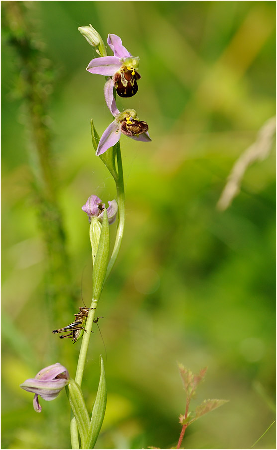 Bienen-Ragwurz (Ophrys apifera)