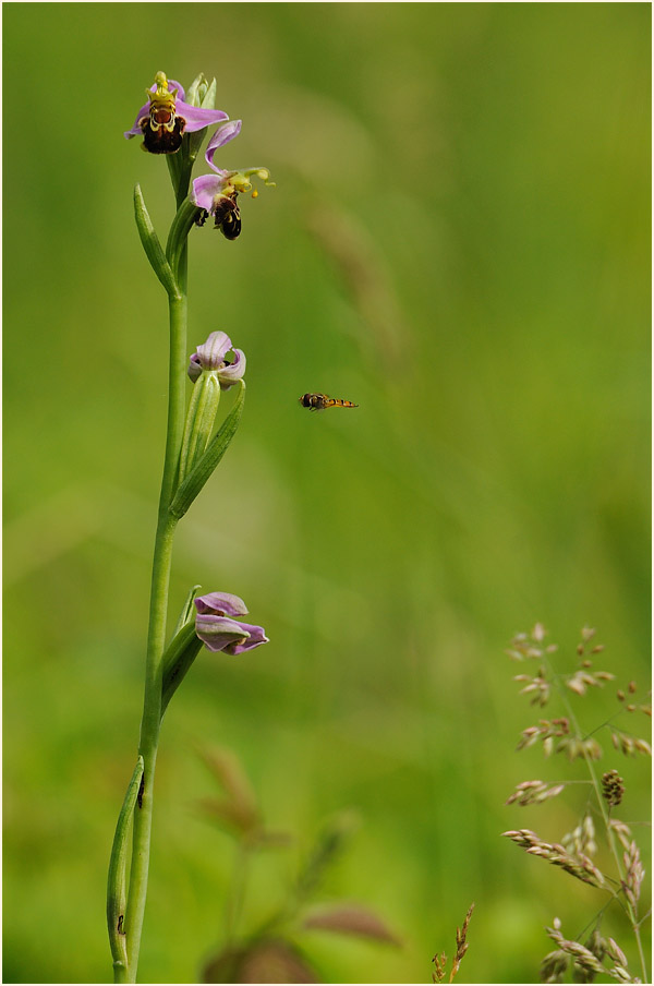 Bienen-Ragwurz (Ophrys apifera)