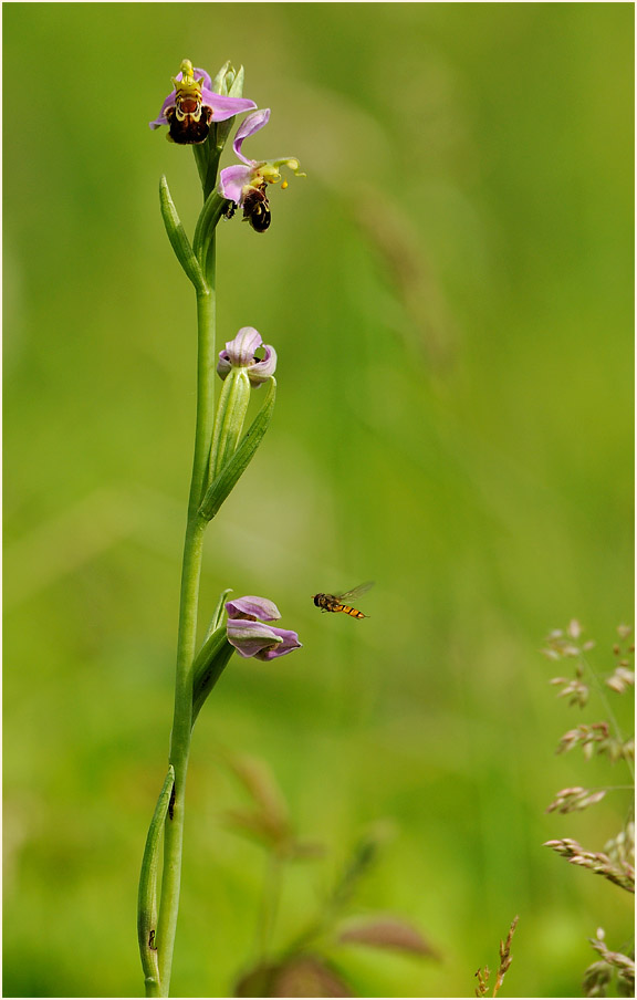 Bienen-Ragwurz (Ophrys apifera)