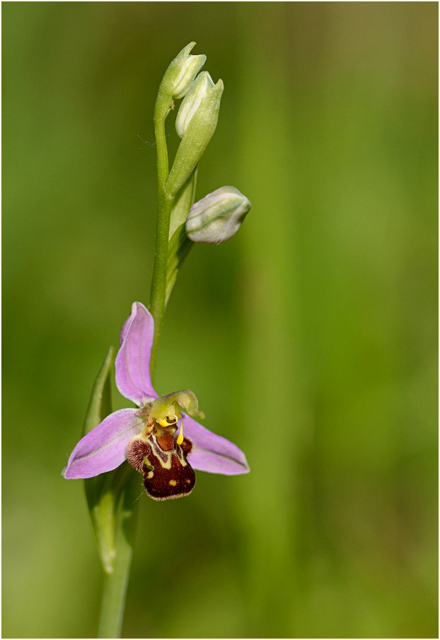 Bienen-Ragwurz (Ophrys apifera)