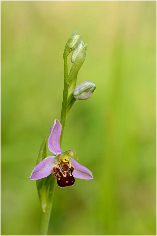 Bienen-Ragwurz (Ophrys apifera)