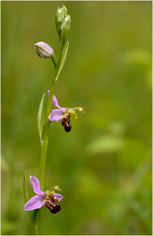 Bienen-Ragwurz (Ophrys apifera)