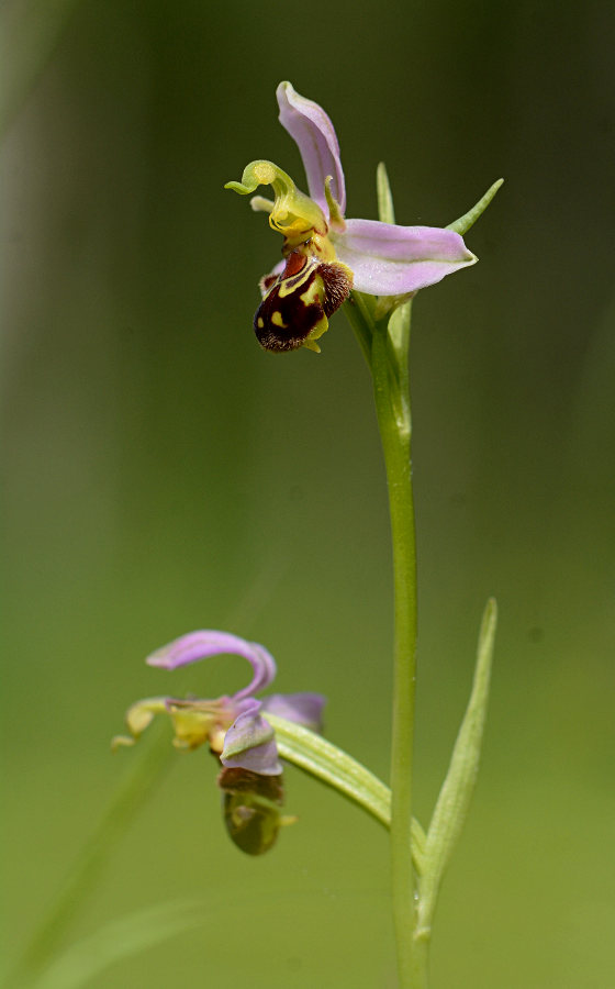 Bienen-Ragwurz (Ophrys apifera)