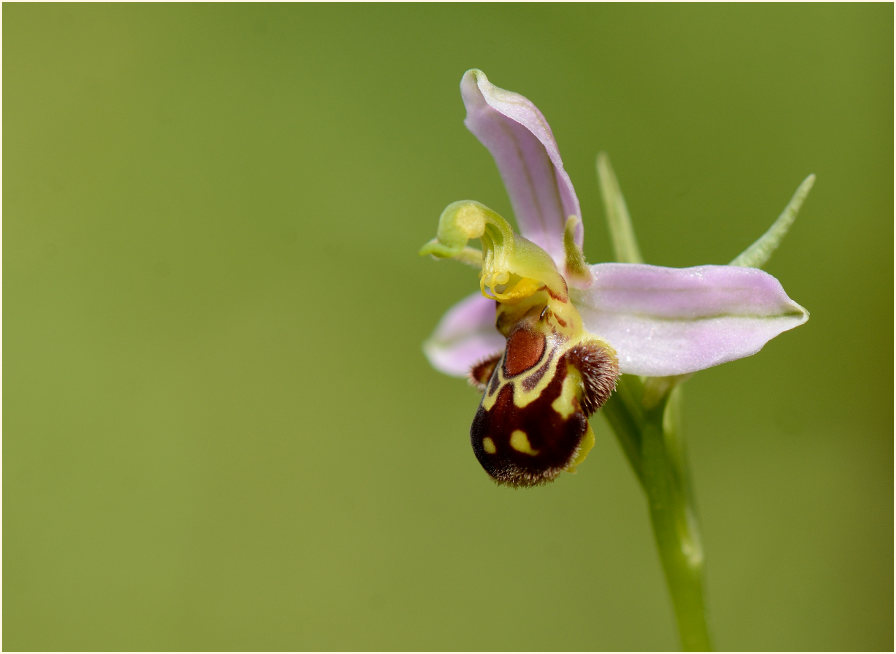 Bienen-Ragwurz (Ophrys apifera)