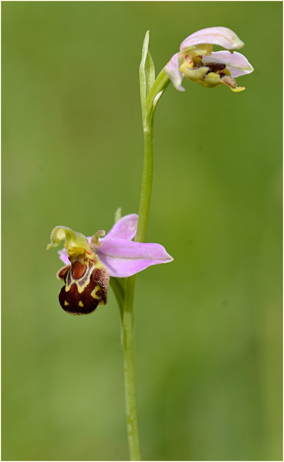 Bienen-Ragwurz (Ophrys apifera)