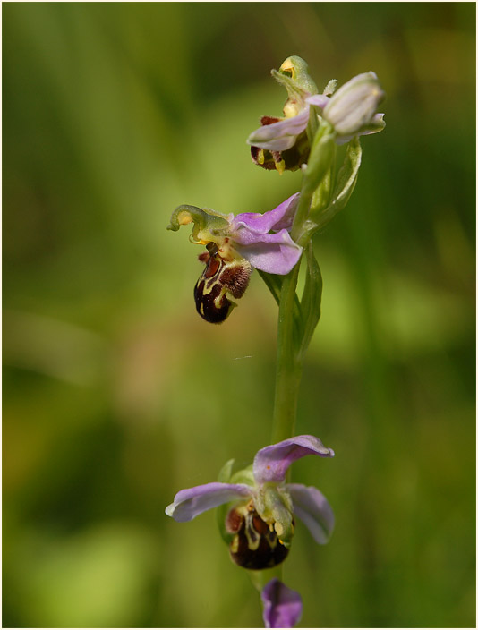 Bienen-Ragwurz (Ophrys apifera)