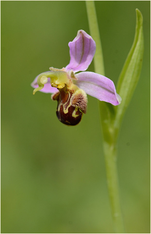 Bienen-Ragwurz (Ophrys apifera)