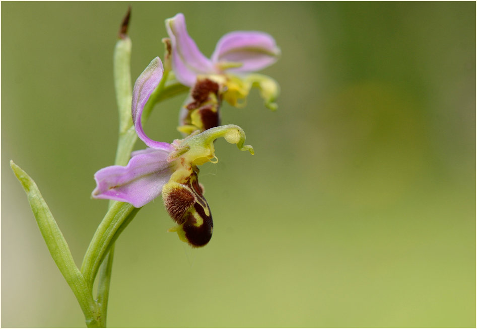 Bienen-Ragwurz (Ophrys apifera)