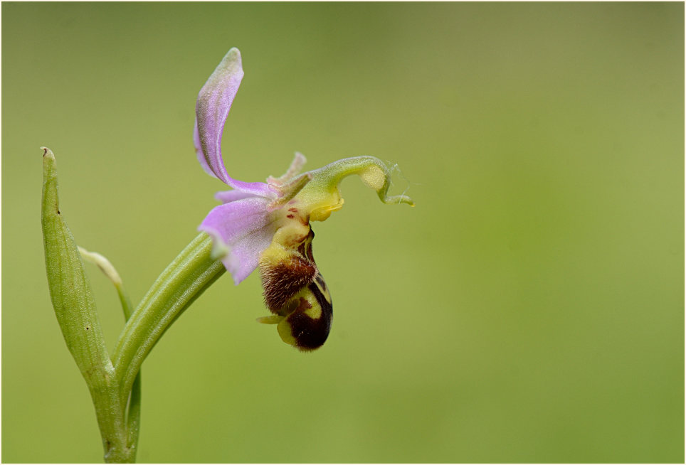 Bienen-Ragwurz (Ophrys apifera)