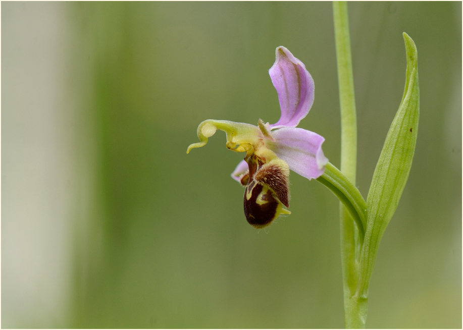 Bienen-Ragwurz (Ophrys apifera)