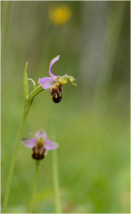 Bienen-Ragwurz (Ophrys apifera)