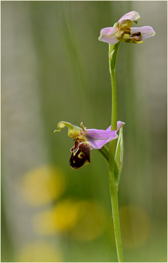 Bienen-Ragwurz (Ophrys apifera)