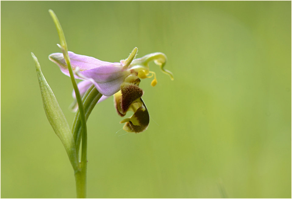 Bienen-Ragwurz (Ophrys apifera)