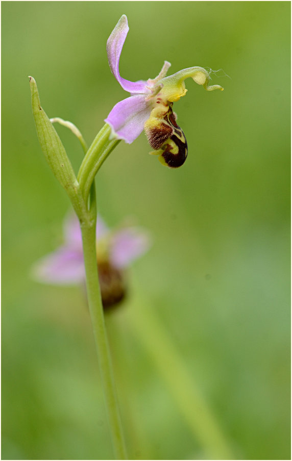 Bienen-Ragwurz (Ophrys apifera)