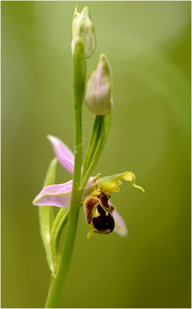 Bienen-Ragwurz (Ophrys apifera)