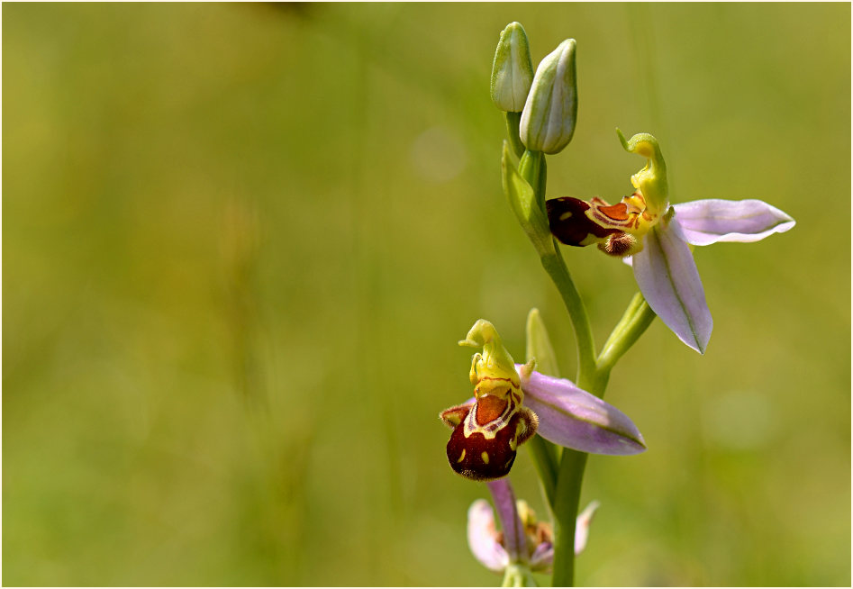 Bienen-Ragwurz (Ophrys apifera)