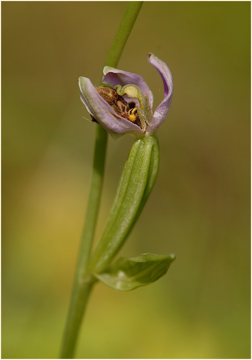 Bienen-Ragwurz (Ophrys apifera)