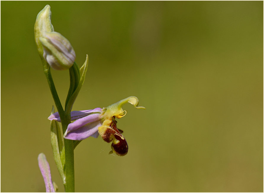 Bienen-Ragwurz (Ophrys apifera)