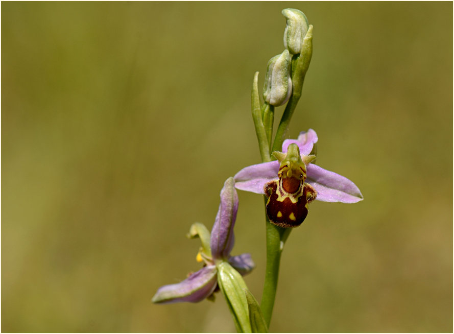 Bienen-Ragwurz (Ophrys apifera)