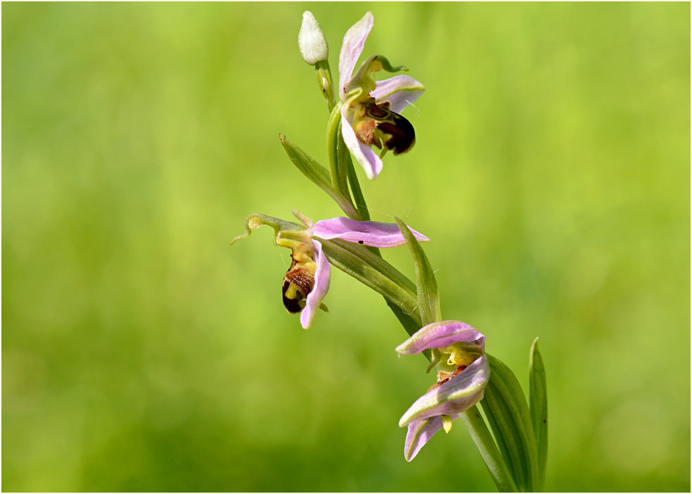 Bienen-Ragwurz (Ophrys apifera)