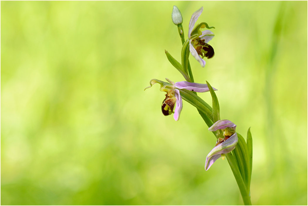 Bienen-Ragwurz (Ophrys apifera)