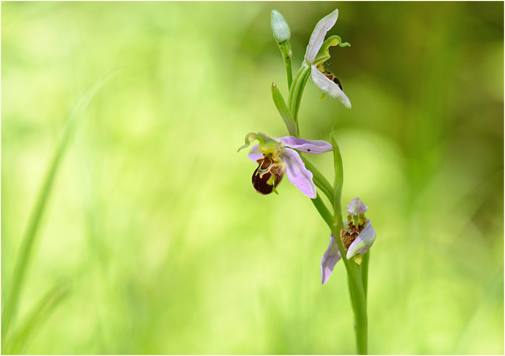 Bienen-Ragwurz (Ophrys apifera)