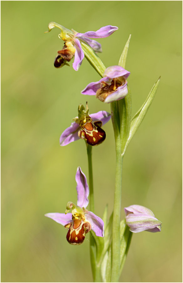 Bienen-Ragwurz (Ophrys apifera)