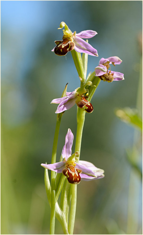 Bienen-Ragwurz (Ophrys apifera)