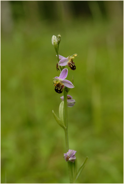 Bienen-Ragwurz (Ophrys apifera)