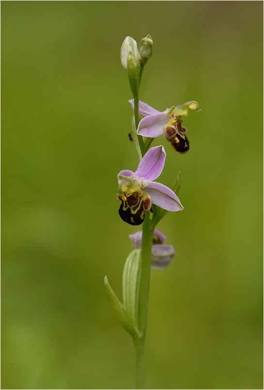 Bienen-Ragwurz (Ophrys apifera)