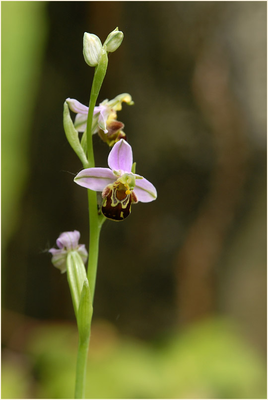 Bienen-Ragwurz (Ophrys apifera)