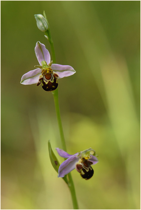 Bienen-Ragwurz (Ophrys apifera)