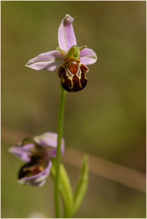 Bienen-Ragwurz (Ophrys apifera)