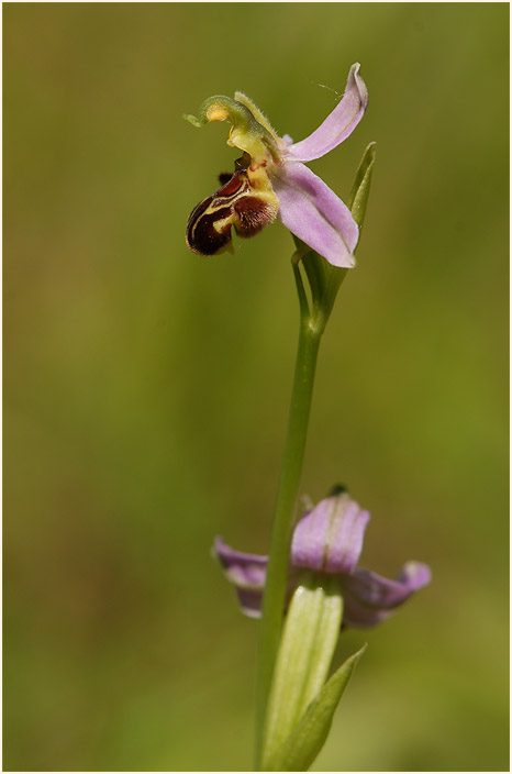 Bienen-Ragwurz (Ophrys apifera)