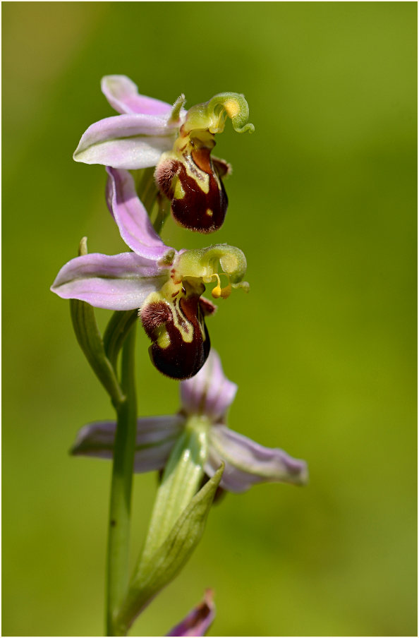 Bienen-Ragwurz (Ophrys apifera)