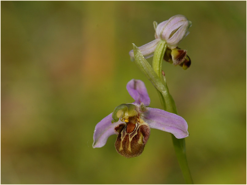 Bienen-Ragwurz (Ophrys apifera)