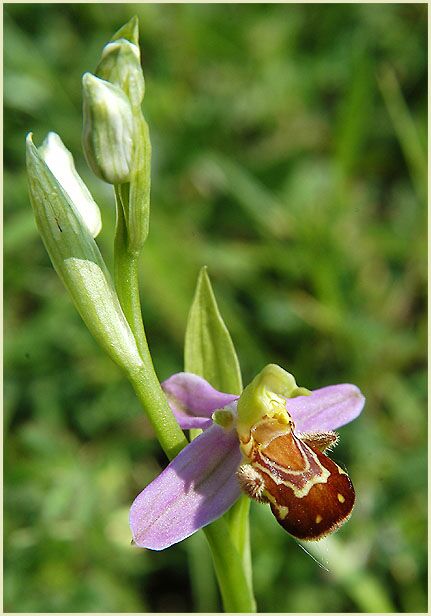 Bienen-Ragwurz (Ophrys apifera)