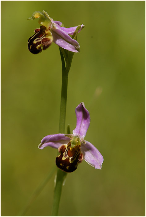 Bienen-Ragwurz (Ophrys apifera)