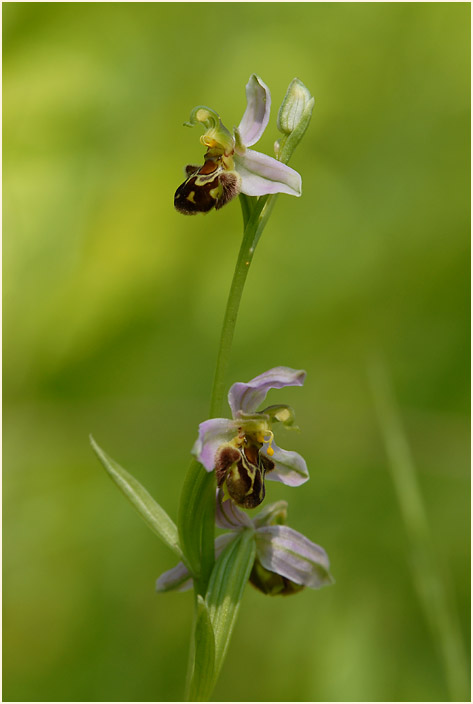 Bienen-Ragwurz (Ophrys apifera)