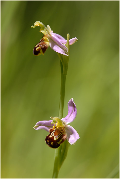 Bienen-Ragwurz (Ophrys apifera)