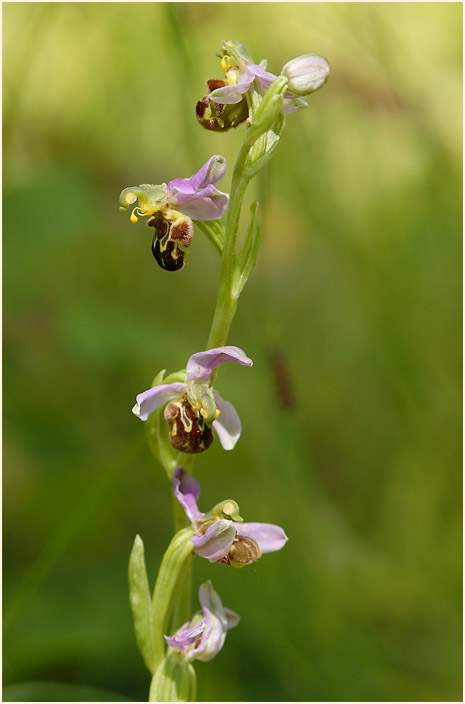 Bienen-Ragwurz (Ophrys apifera)