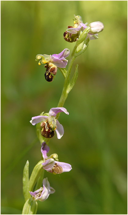 Bienen-Ragwurz (Ophrys apifera)