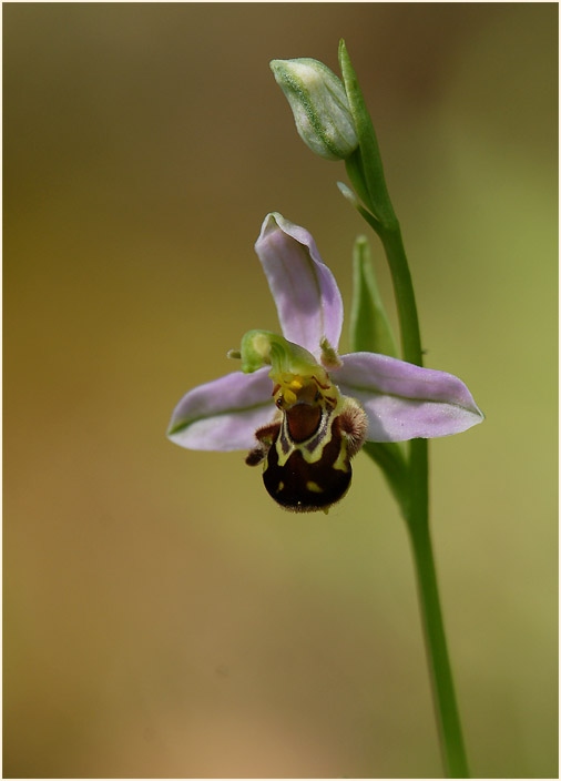 Bienen-Ragwurz (Ophrys apifera)