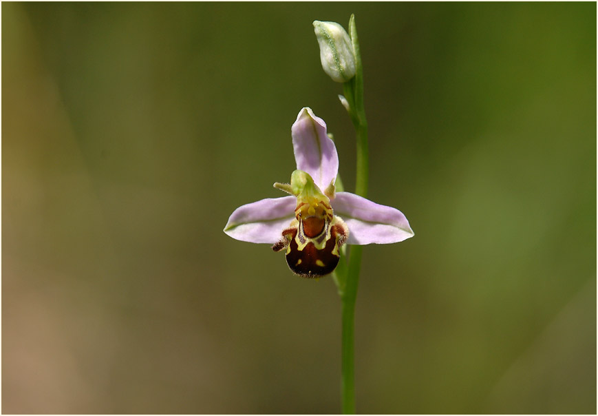 Bienen-Ragwurz (Ophrys apifera)