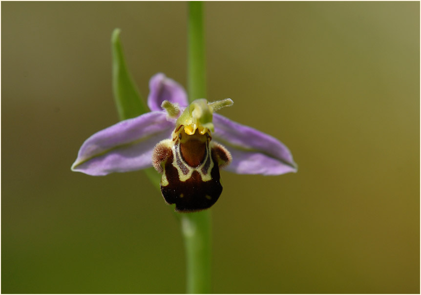 Bienen-Ragwurz (Ophrys apifera)