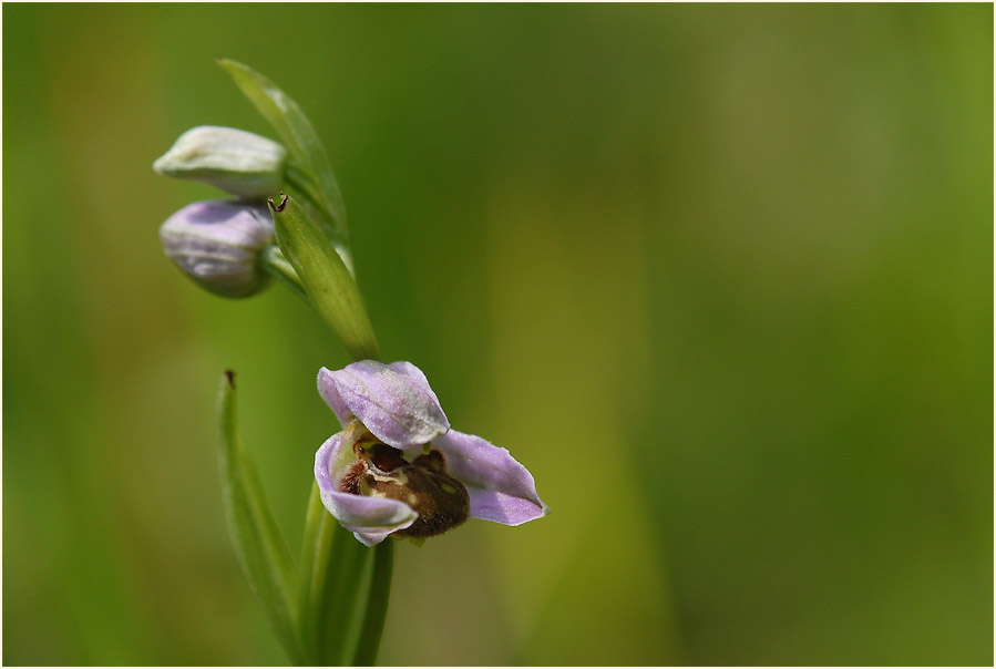 Bienen-Ragwurz (Ophrys apifera)